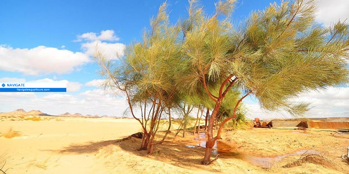 Safari Trip to Bahariya & White Desert from Cairo