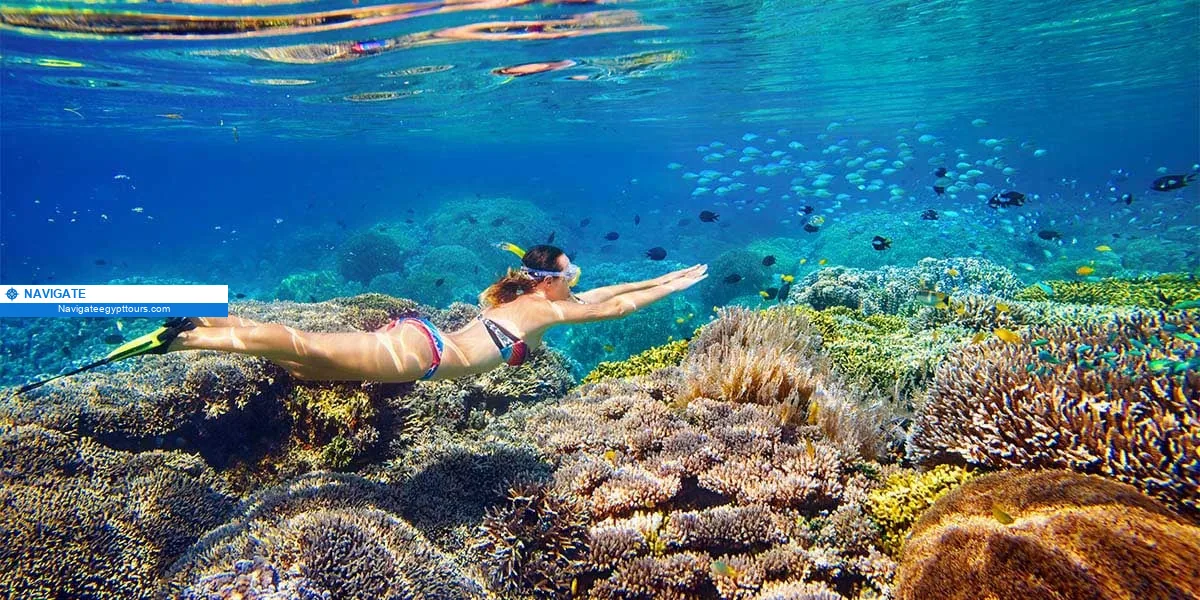 Snorkeling in egypt