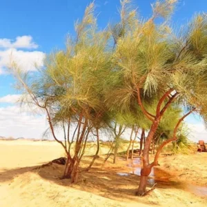 Baharia